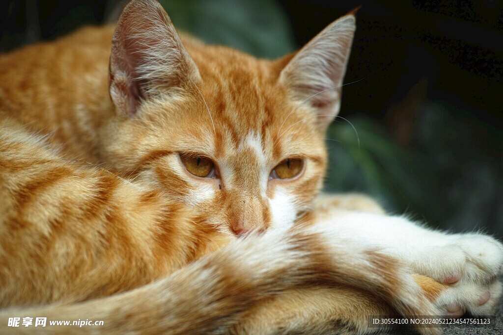 猫咪图片