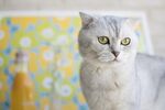  小猫咪进脸图片