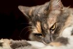 猫咪图片