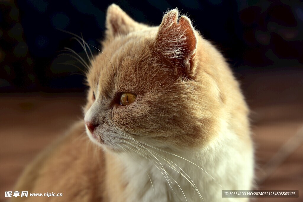 猫咪图片
