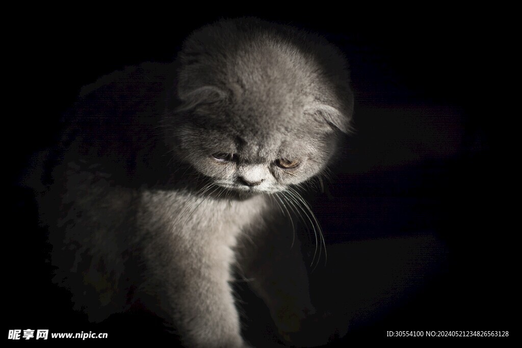 猫咪图片