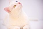 小猫咪进脸图片