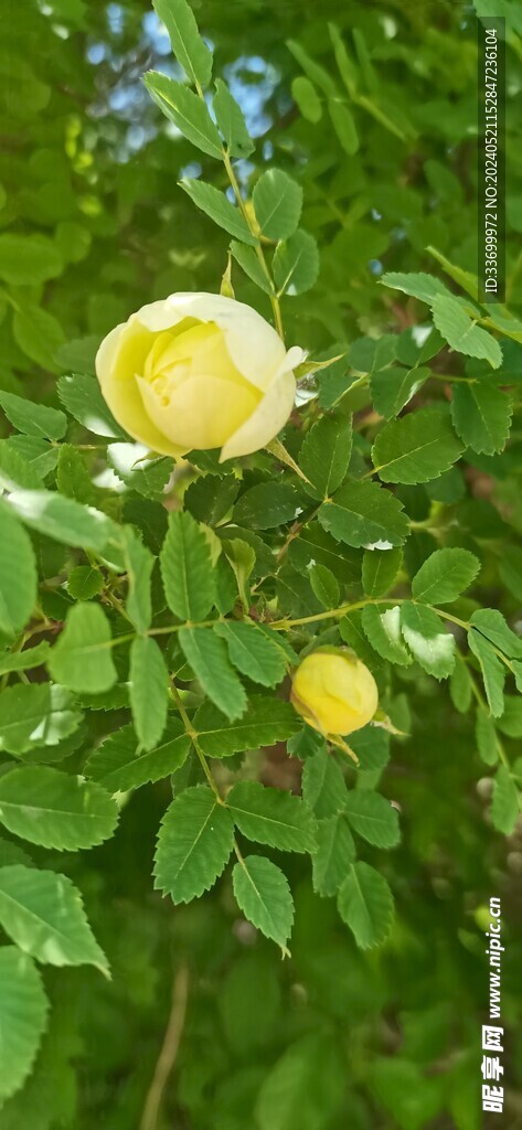 黄色刺玫瑰花骨朵