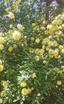 黄色刺玫瑰