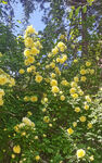 黄色刺玫瑰