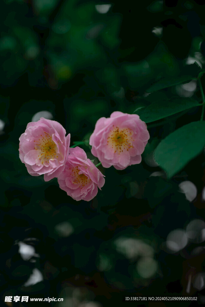蔷薇花