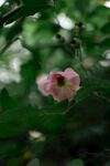 蔷薇花