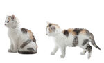猫素材