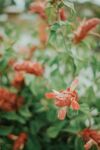 鲜花盛开