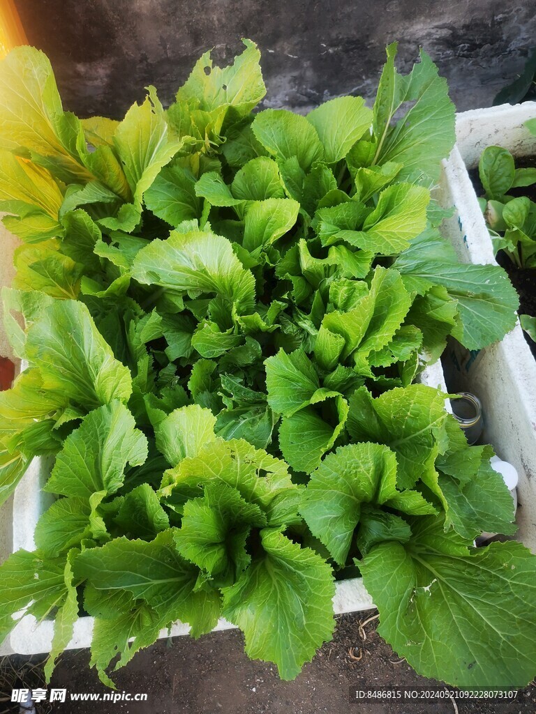 水果蔬菜
