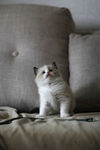 仙女猫 