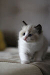 布偶猫 