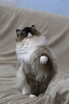  双色猫