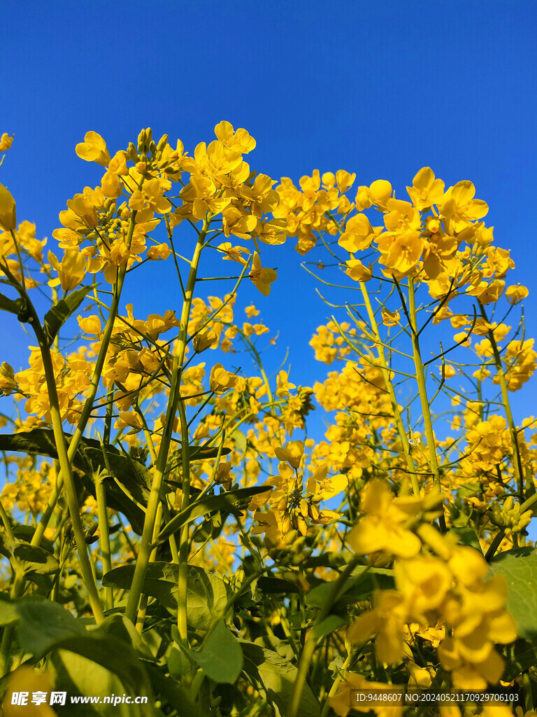 油菜花