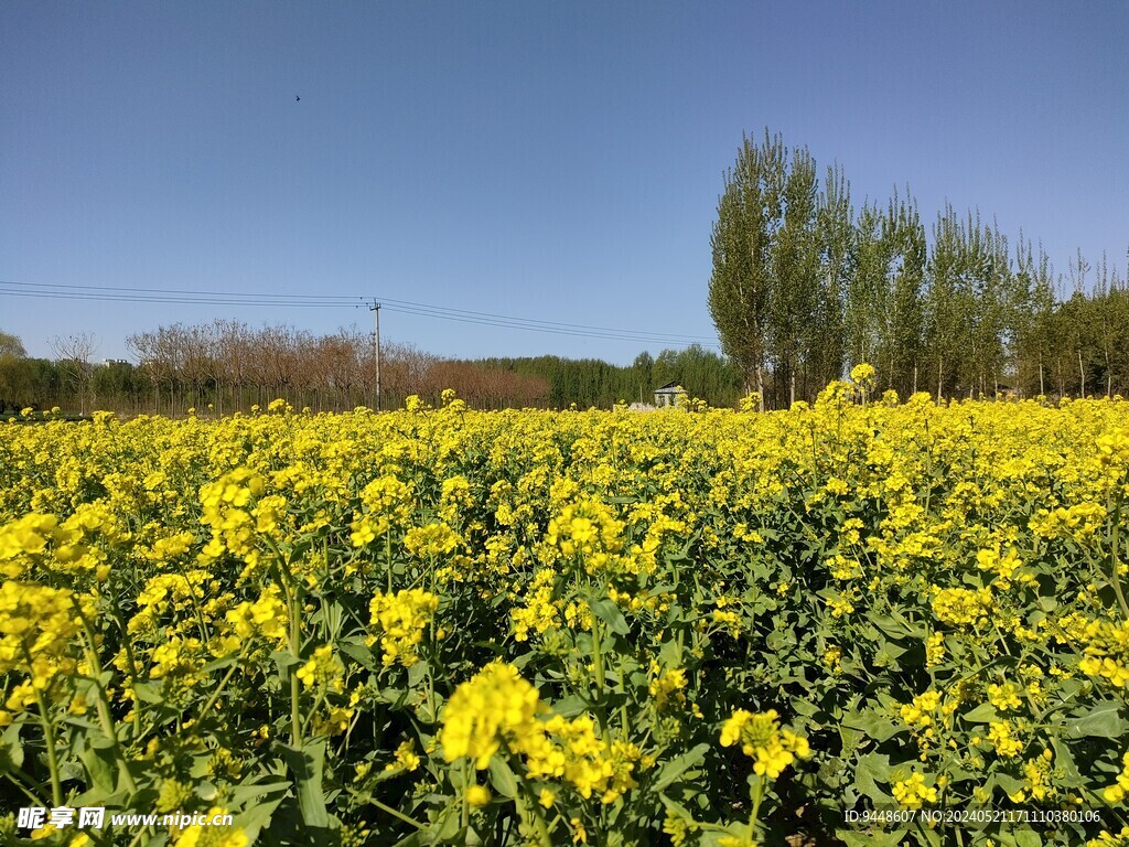 油菜花