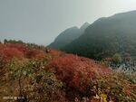 秋景图