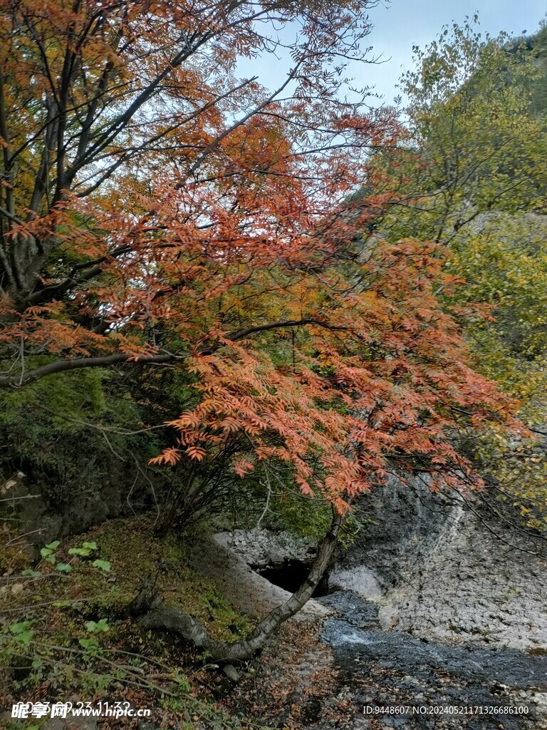 秋景图