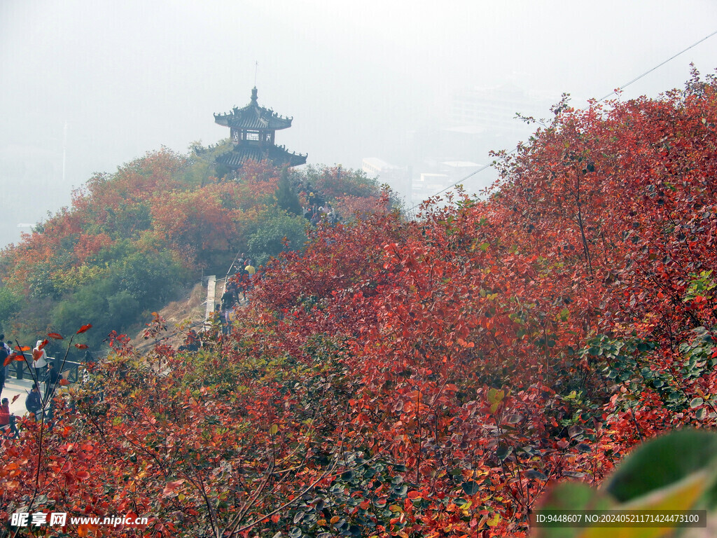 秋景图