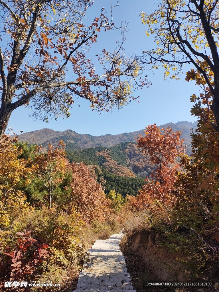 秋景