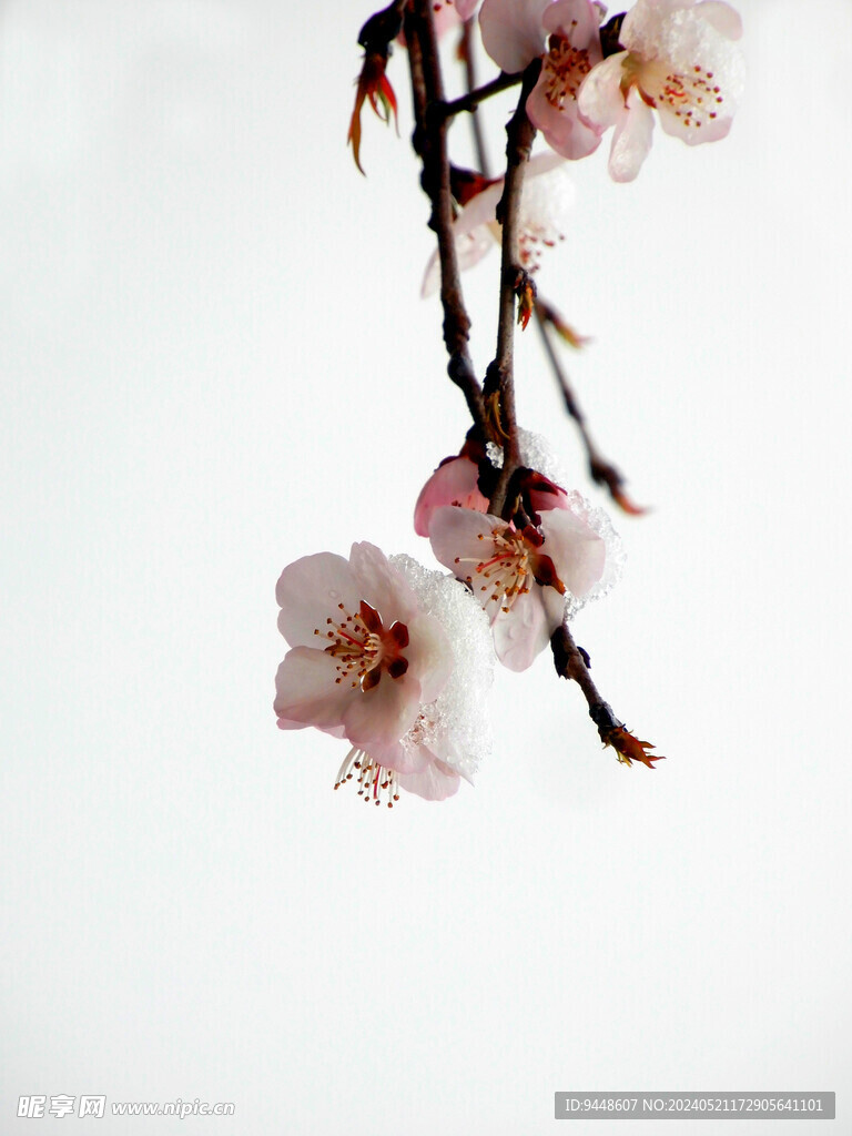 杏花
