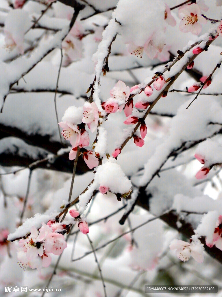 傲雪红梅