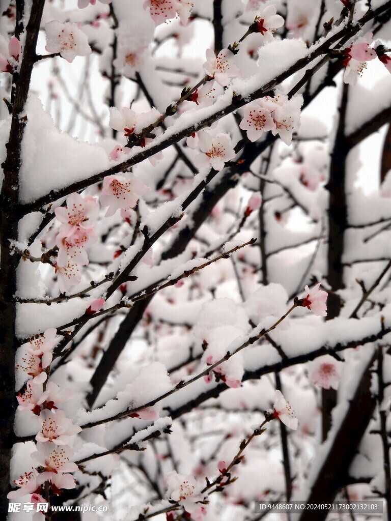 傲雪红梅