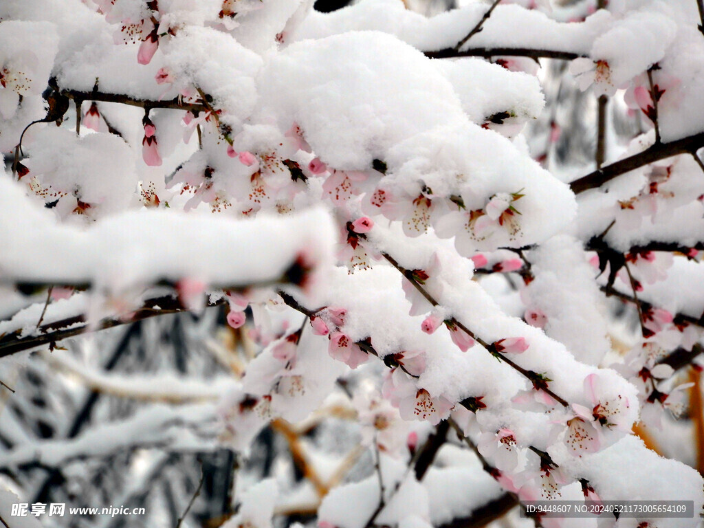 傲雪红梅