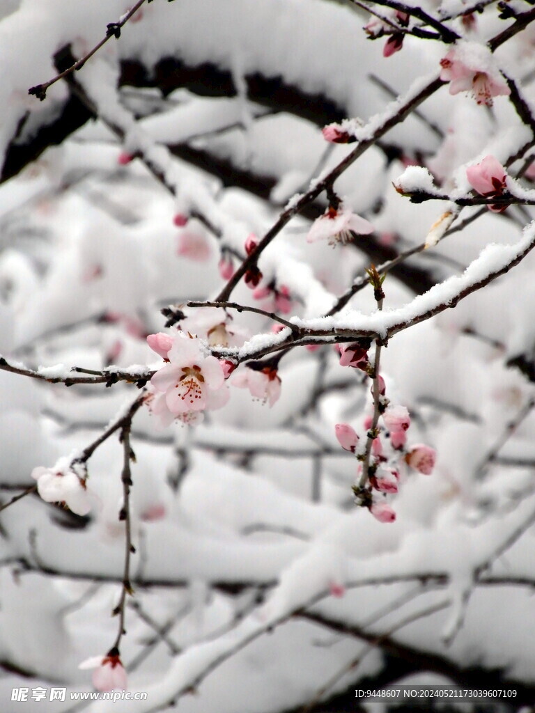 傲雪红梅