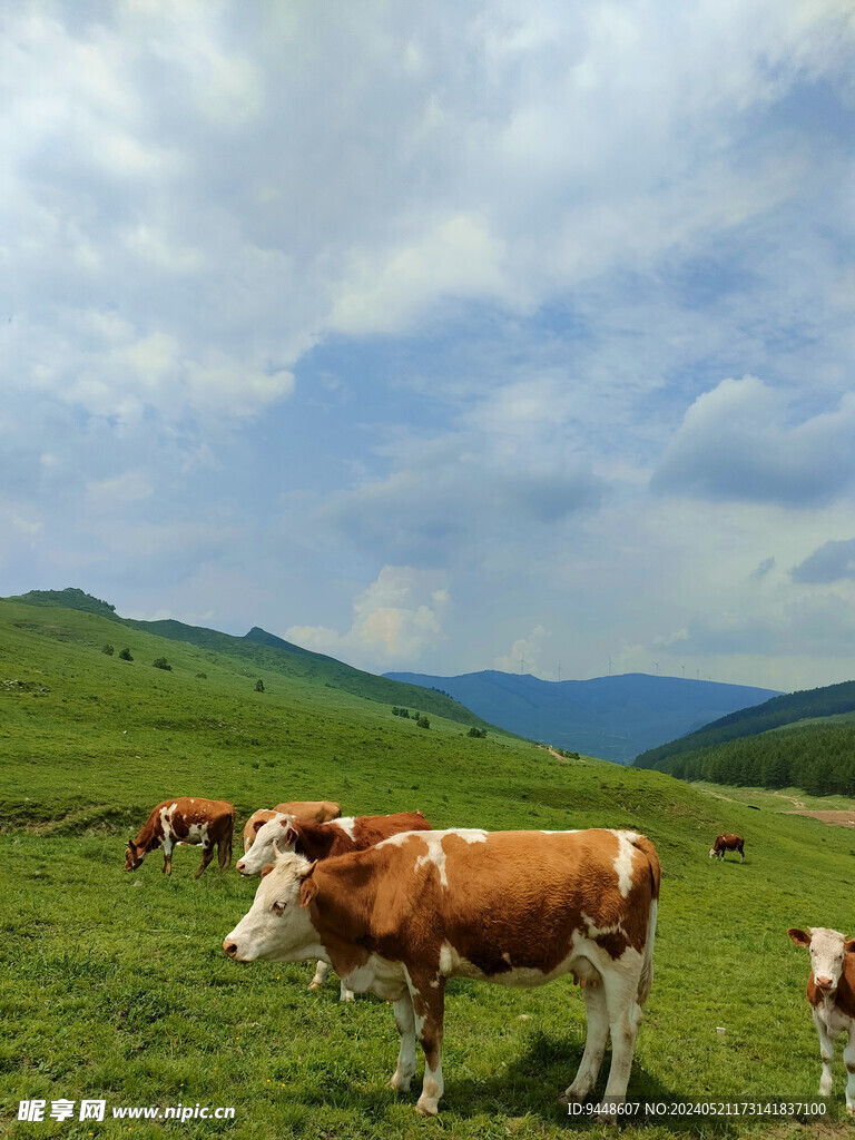 草原风景