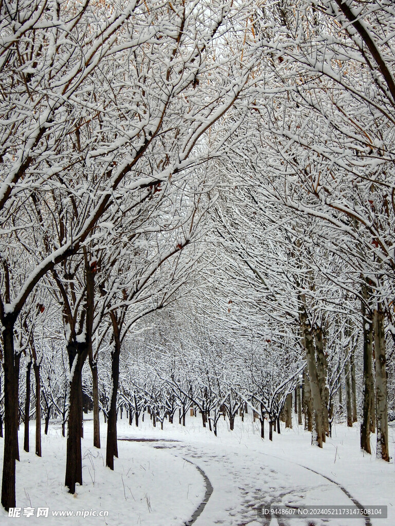 雪景