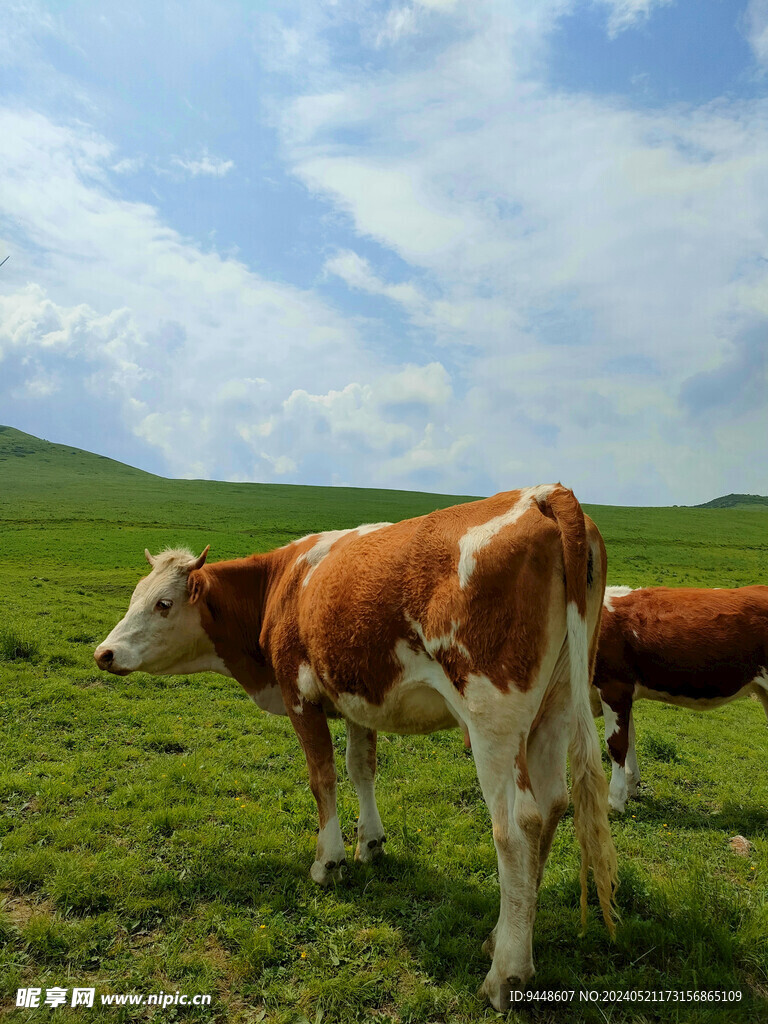 草原风景