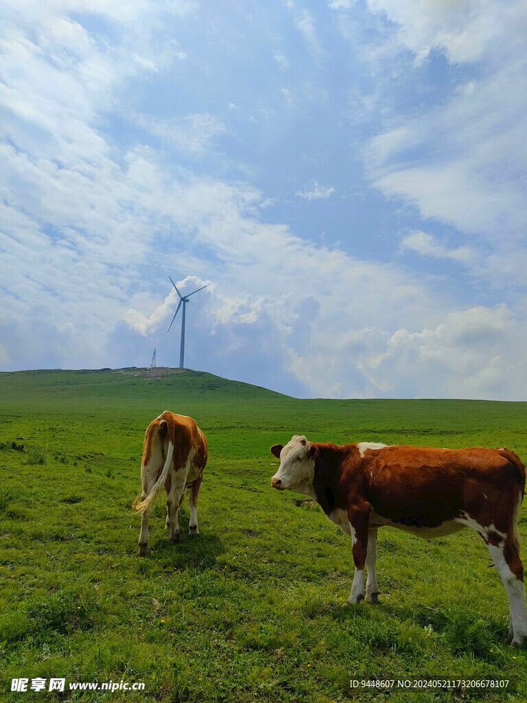 草原风景