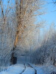 雪景