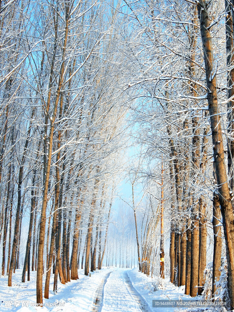 雪景