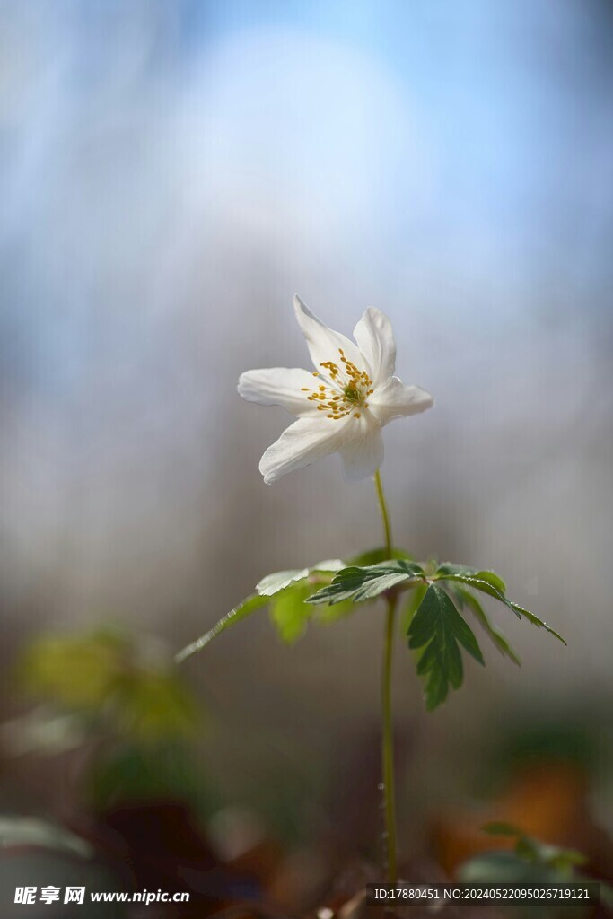 黑水银莲花