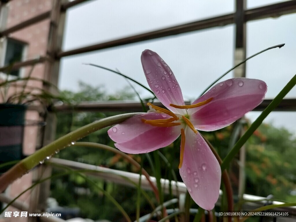 风雨兰