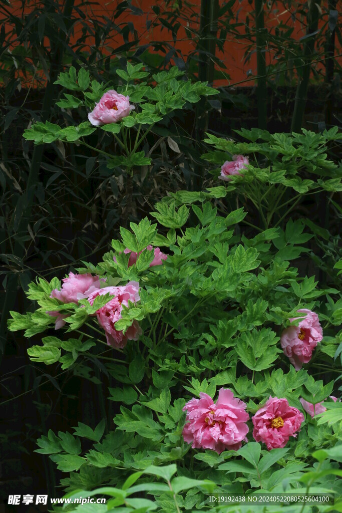 牡丹花 