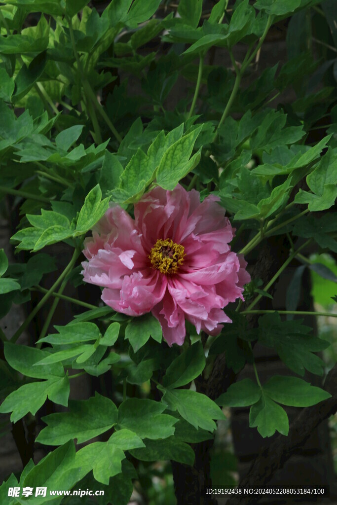 牡丹花  