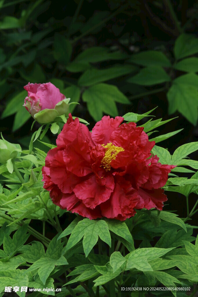 牡丹花