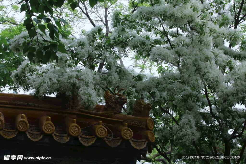 流苏树花  