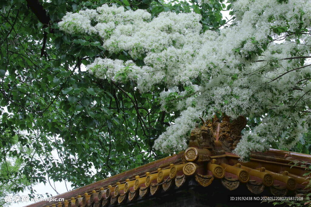 流苏树花  