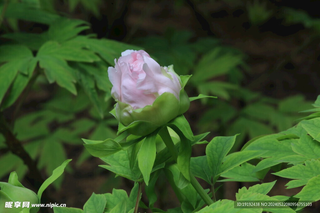 牡丹花  