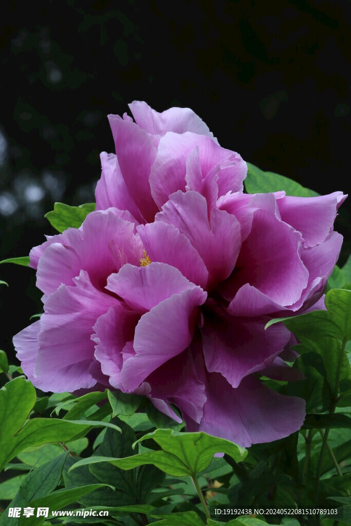 牡丹花  