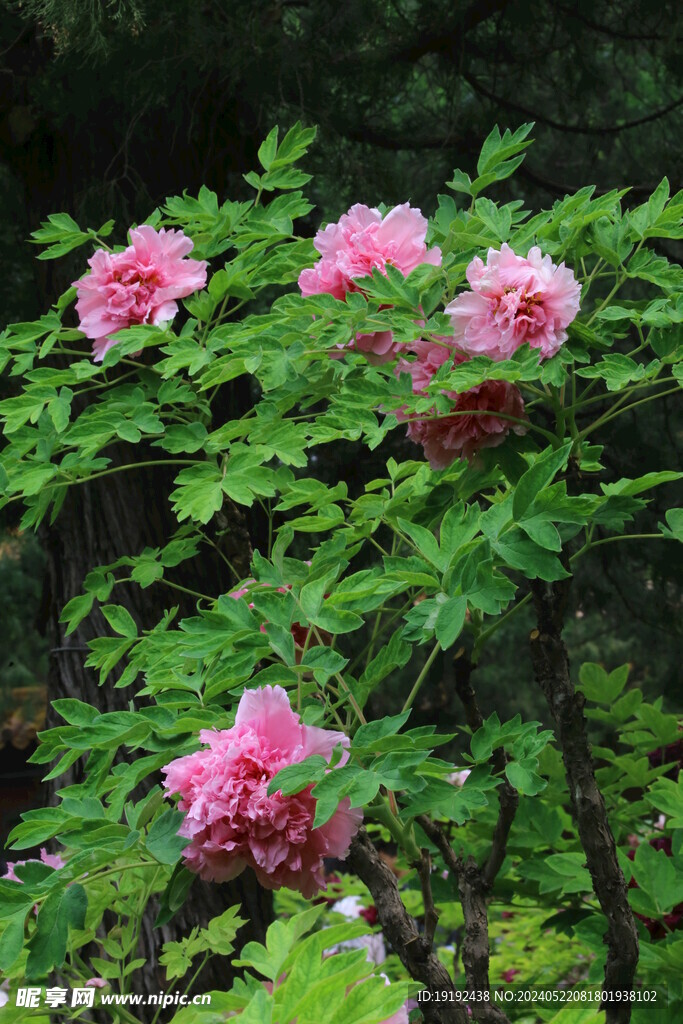 牡丹花 
