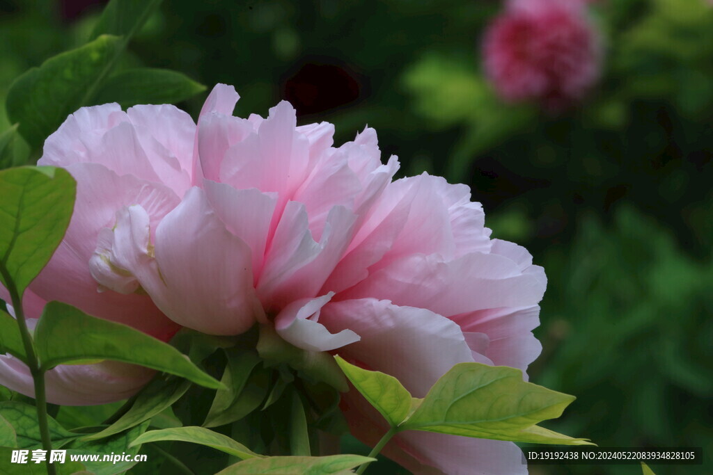 牡丹花  