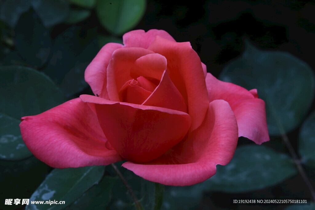 月季花 