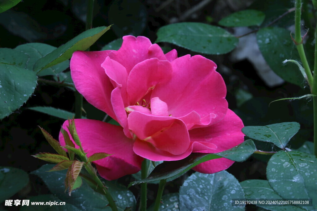 月季花  