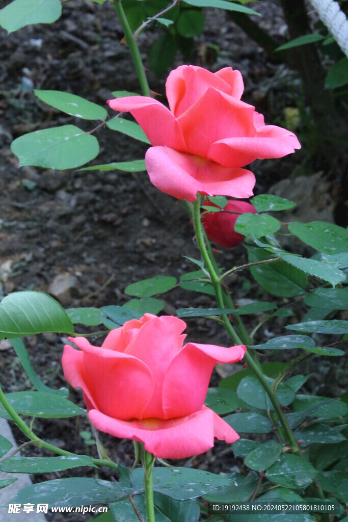 月季花 