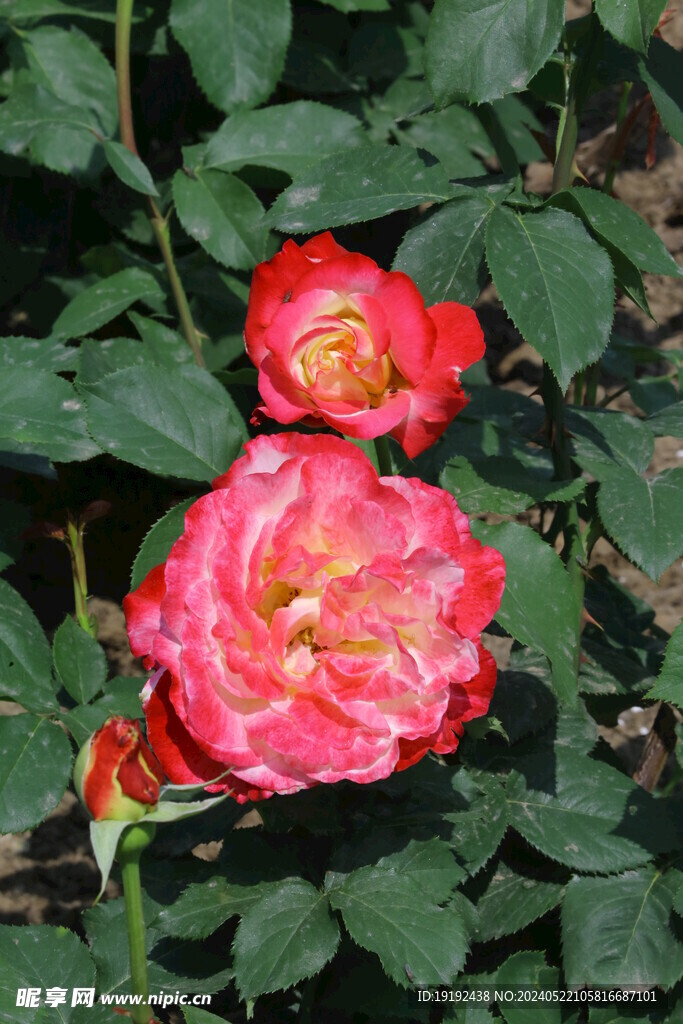 月季花  