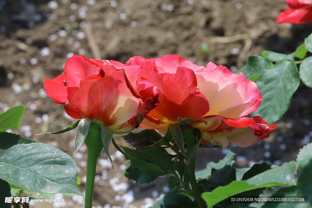 月季花 